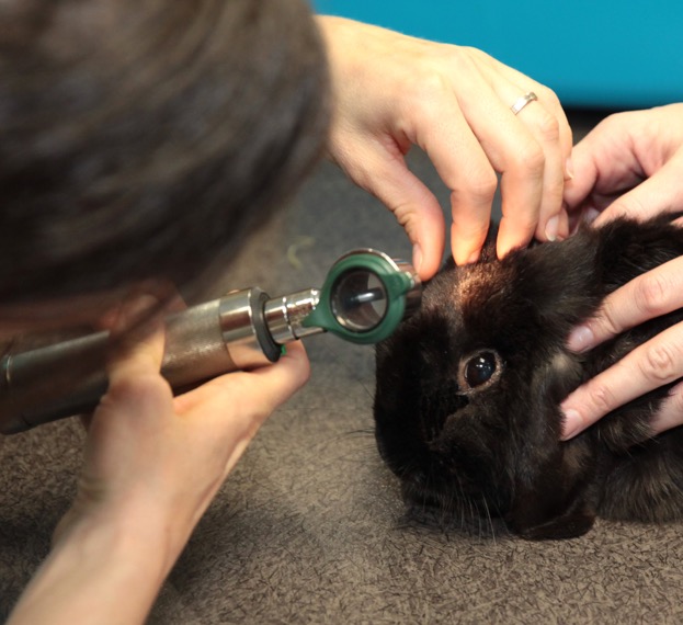 salle de préparation vétérinaire à Auterive en Haute-Garonne 31