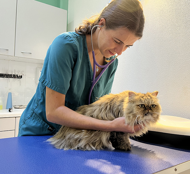 clinique vétérinaire chats à Auterive en Haute-Garonne 31