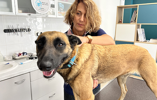 clinique vétérinaire chien à Auterive en Haute-Garonne 31
