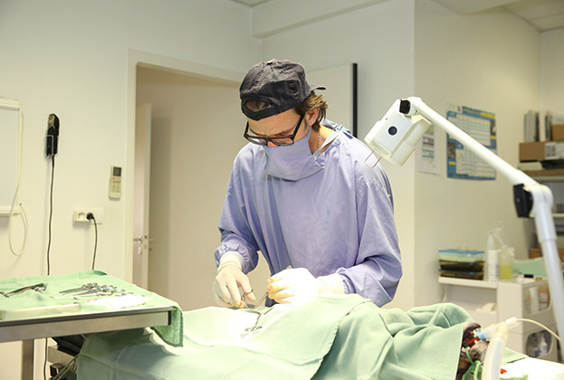 chirurgie vétérinaire chien et chat à Auterive en Haute-Garonne 31