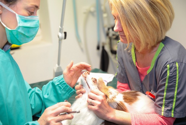 Dentisterie vétérinaire chien et chat à Auterive en Haute-Garonne 31