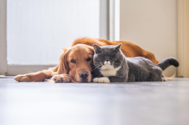 La vaccination des chiens et des chats