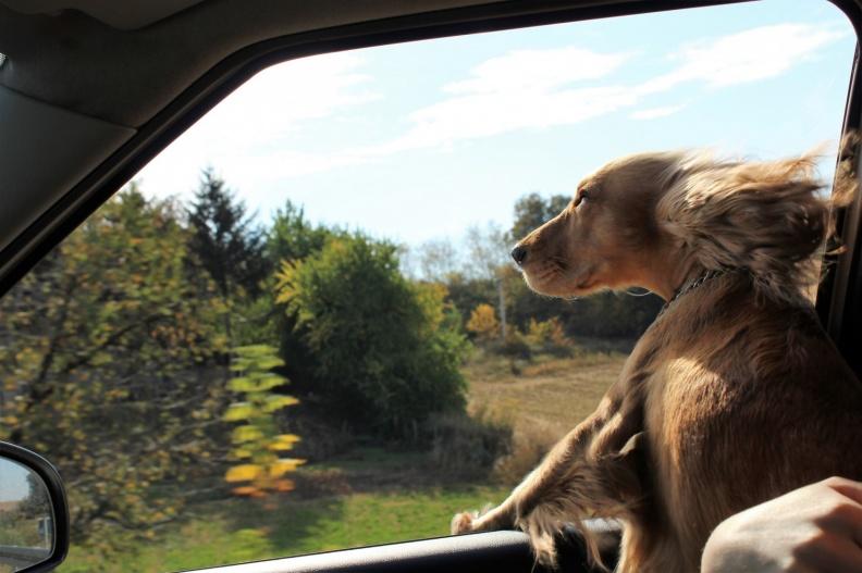 Voyager avec son animal